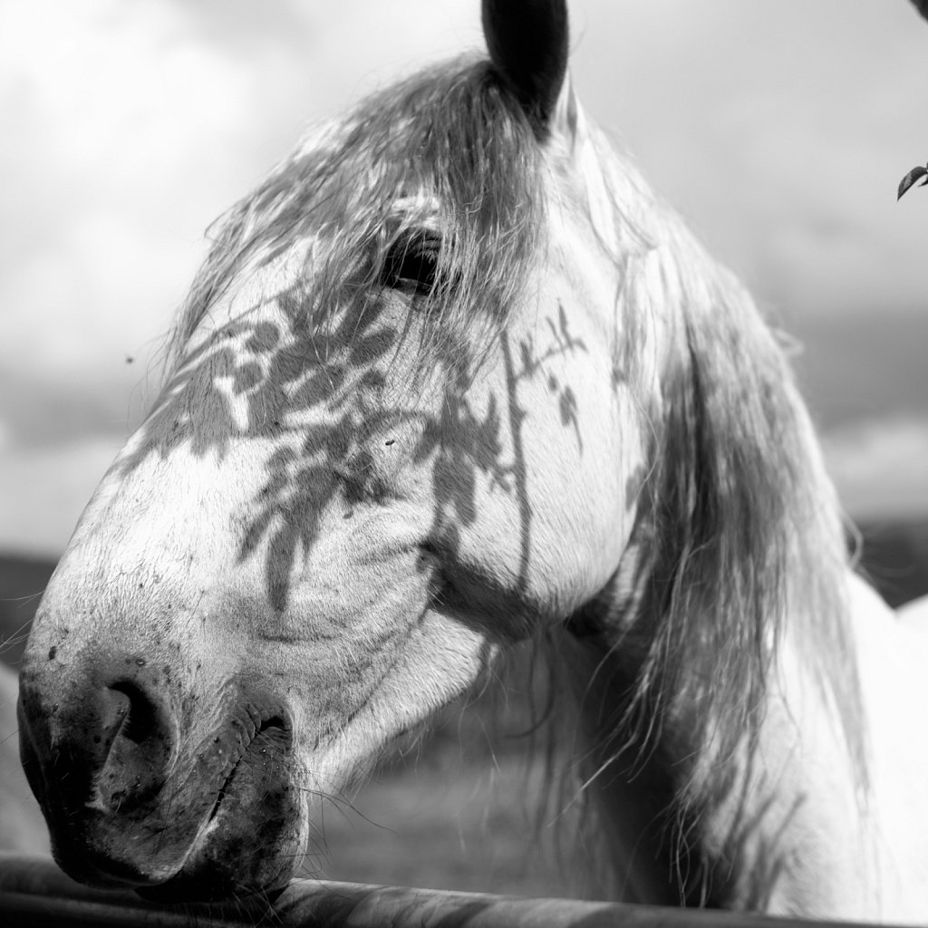 Pferd mit Blumen