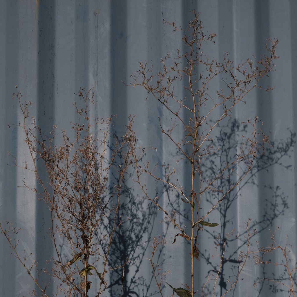Blau