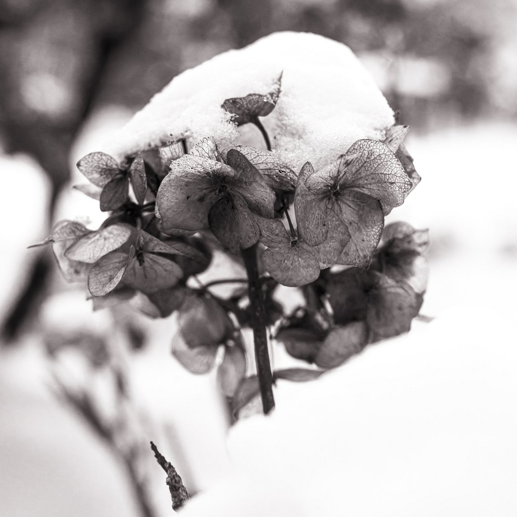 Hydrangea